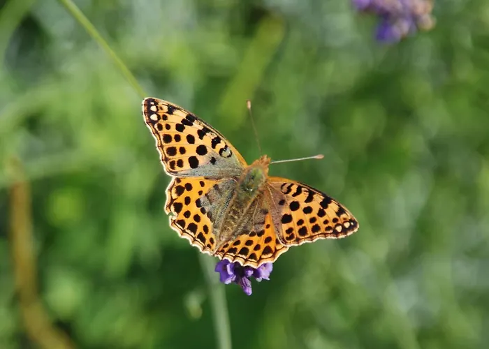 Mobile Im Mit Seezugang Tatil Evi Dabel