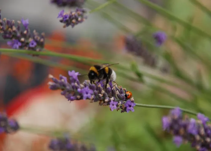 Mobile Im Mit Seezugang *
